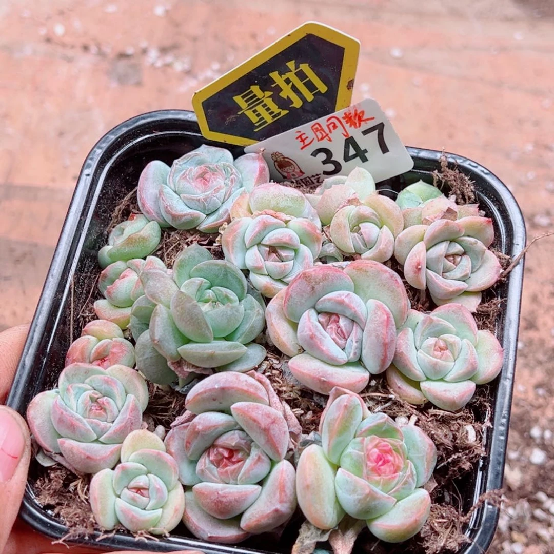多肉植物多肉植物