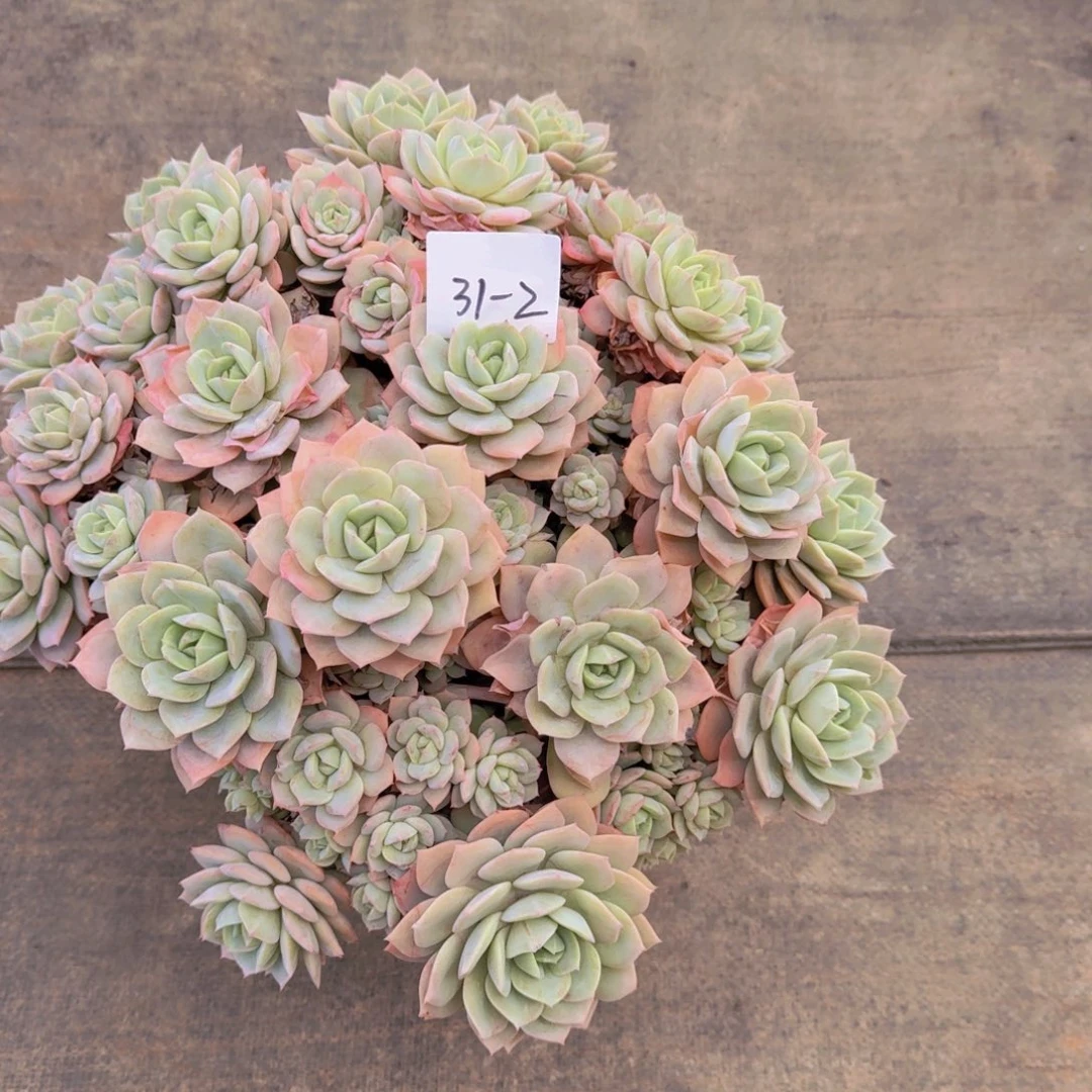 3102恋曲多肉植物