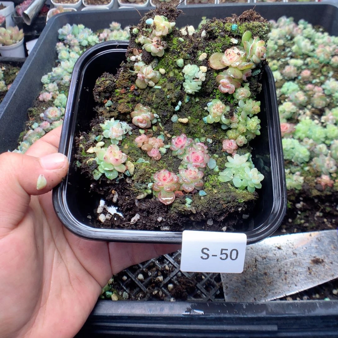 无花朵S50英语英语