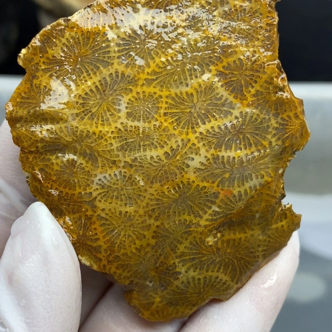 【闪购商品】硅化玉珊瑚玉未镶嵌