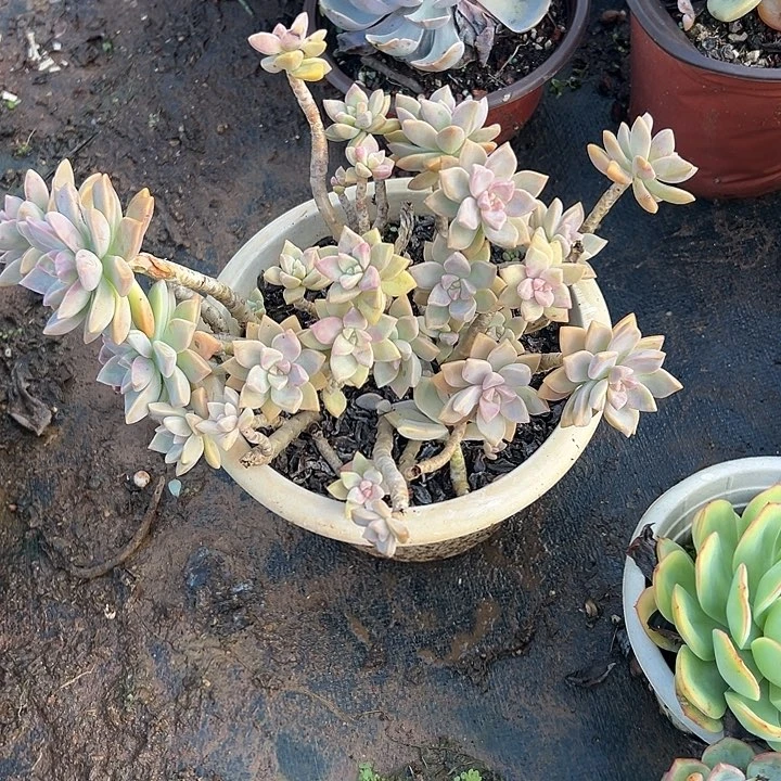 鱼***鱼多肉植物实物直播实物27