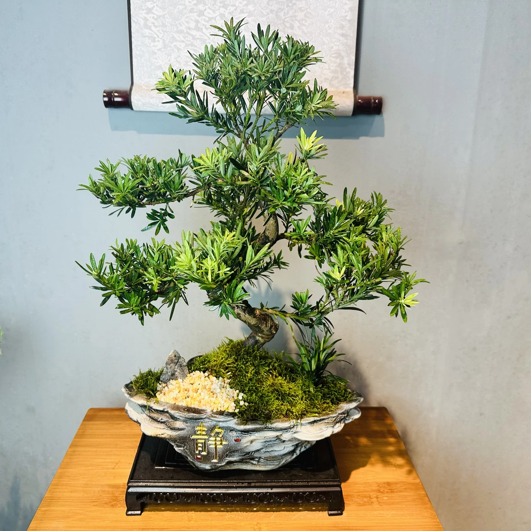 造型罗汉松+岩层静子盆+接水盘