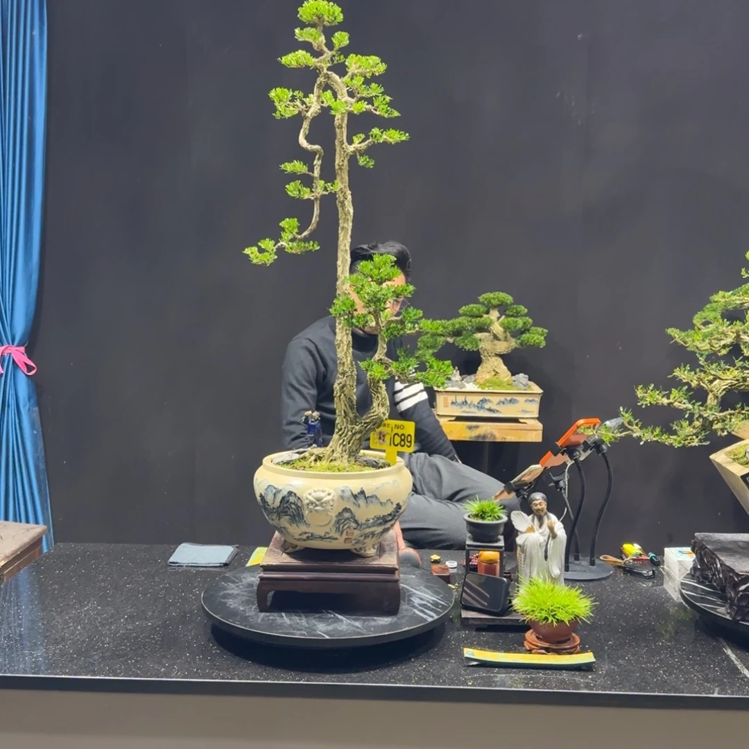 以实际为准黄杨室内室外盆景艺术