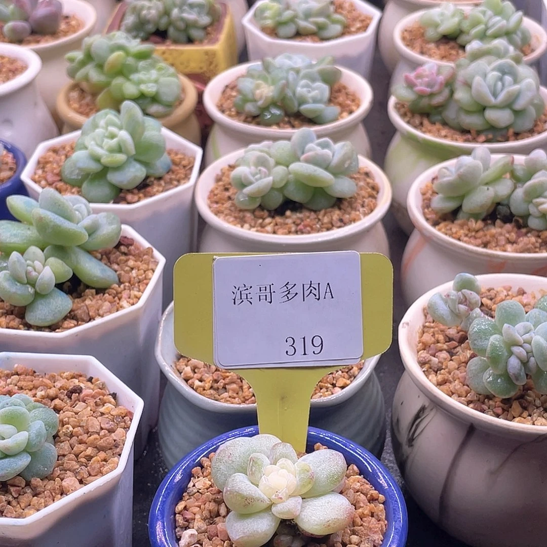 蕊***滨哥多肉A319冰玉石化白心