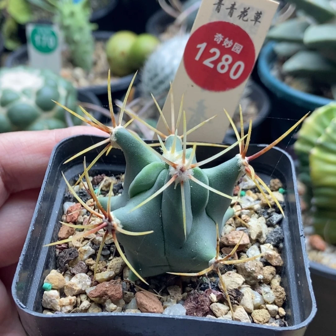 实生春楼带盆一棵仙人球