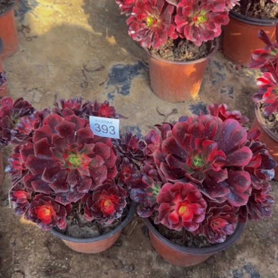 美杜莎2棵4号棚393