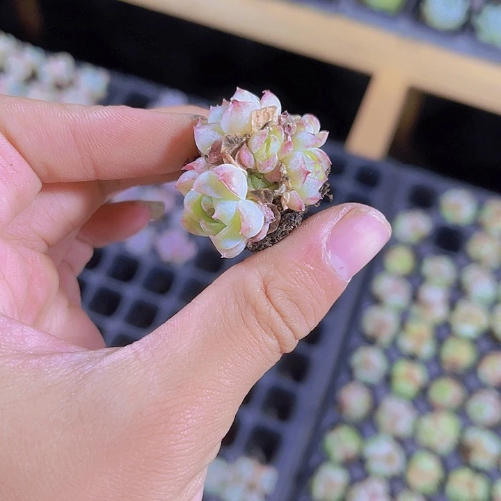 精品玫瑰仙子多肉