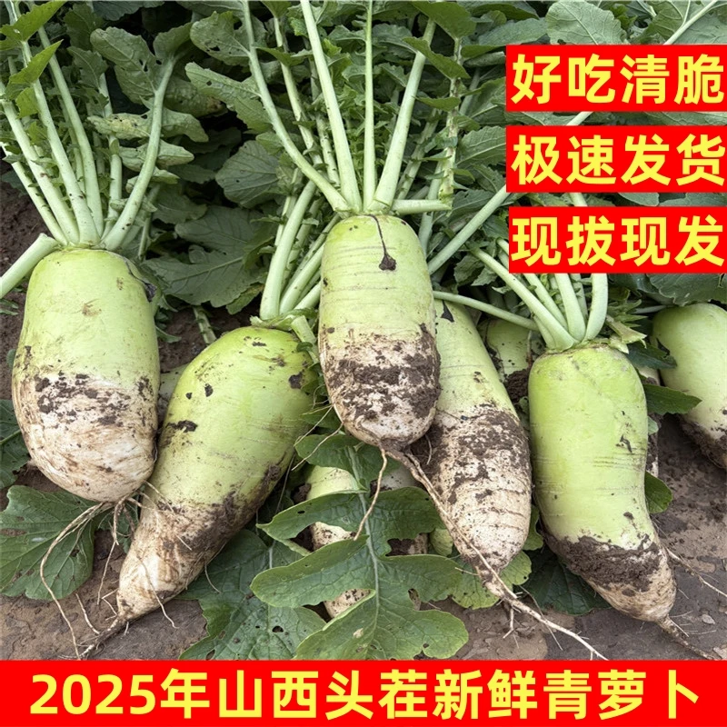 山西忻州现挖新鲜青萝卜农家自种白萝卜蔬菜类非水果胡萝卜