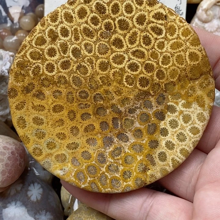 硅化珊瑚（珊瑚玉）未镶嵌颈饰有瑕