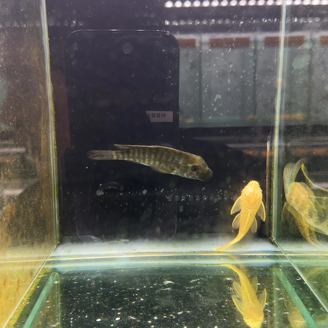 海水1303号绿龙王9/10