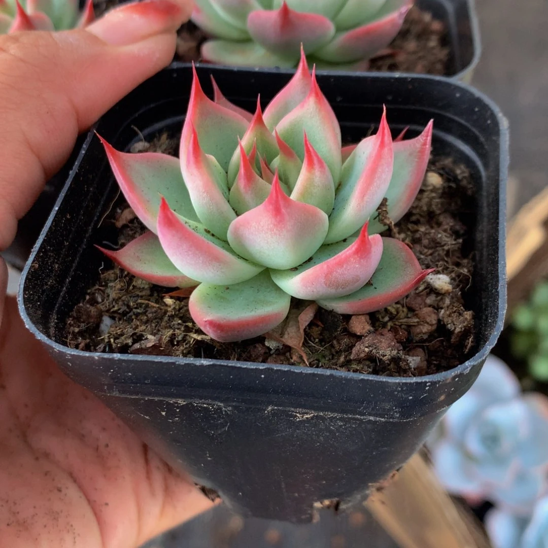 托斯卡内利 （满9.99包邮不满9.99发叶子）