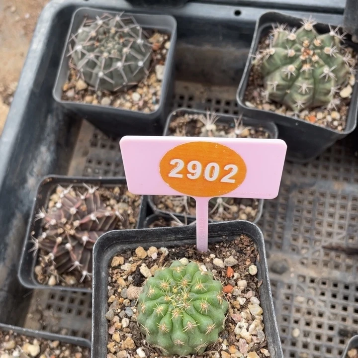 九***刘实生勾宝29020000