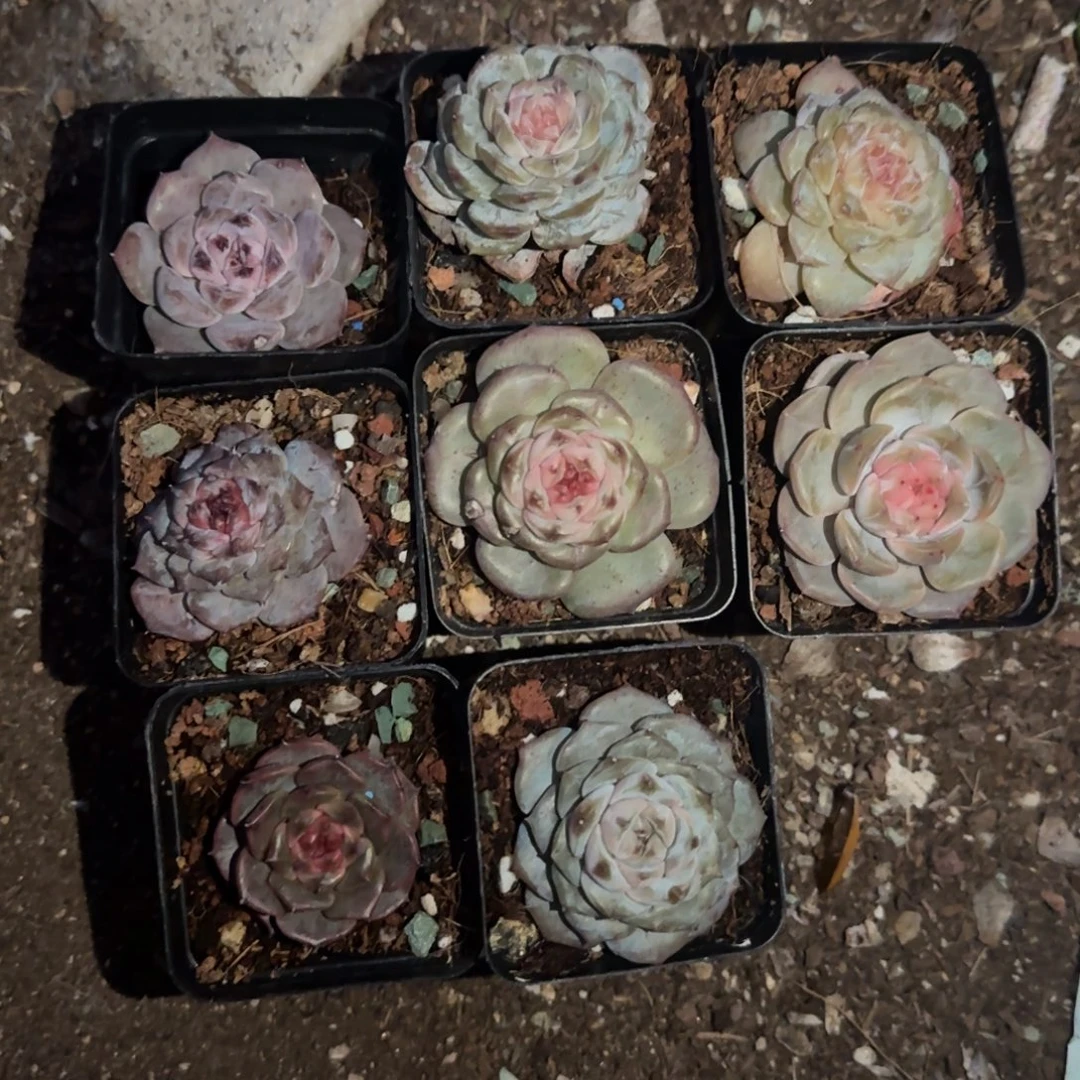 皮***球小卡拉米糖心一物一拍