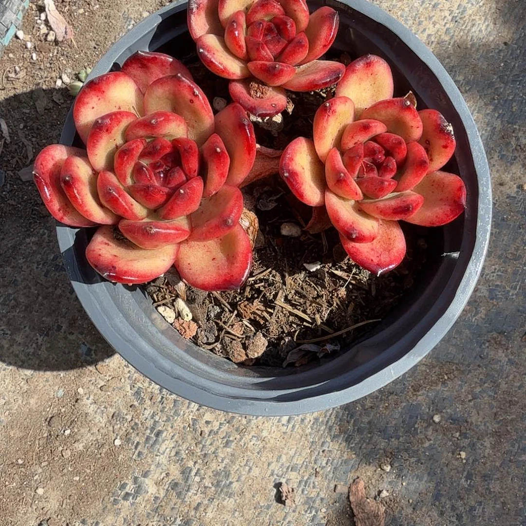 TM多肉植物精品多肉