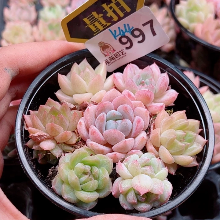 多肉植物多肉植物