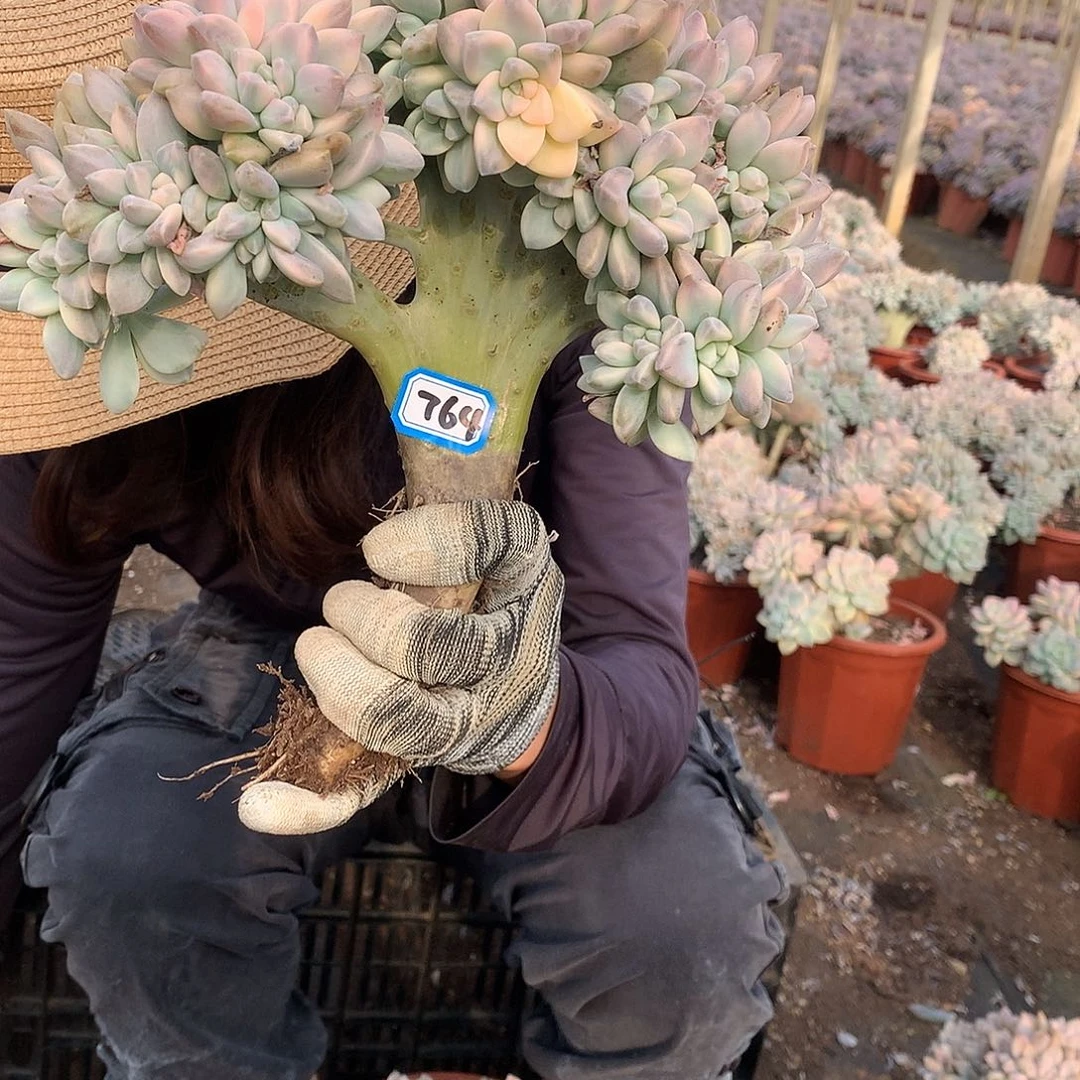 芯***熙764 淡雪锦缀化 一物一拍