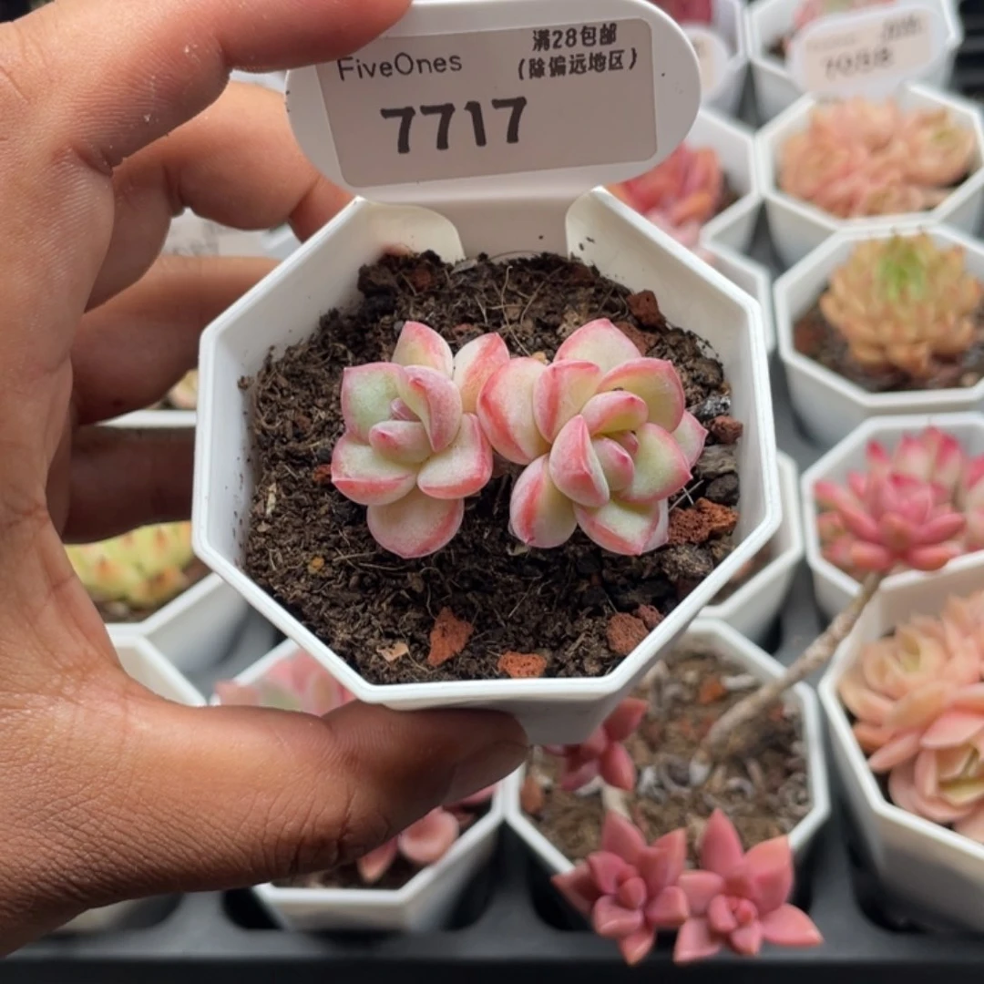 7717奶油泡芙4.5厘米