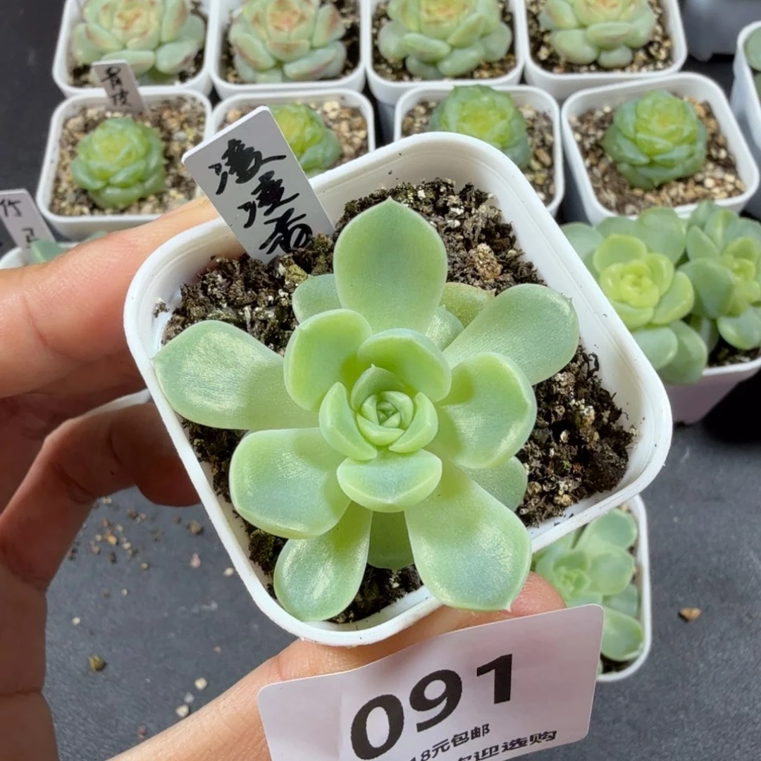 凌凌香一物一拍091