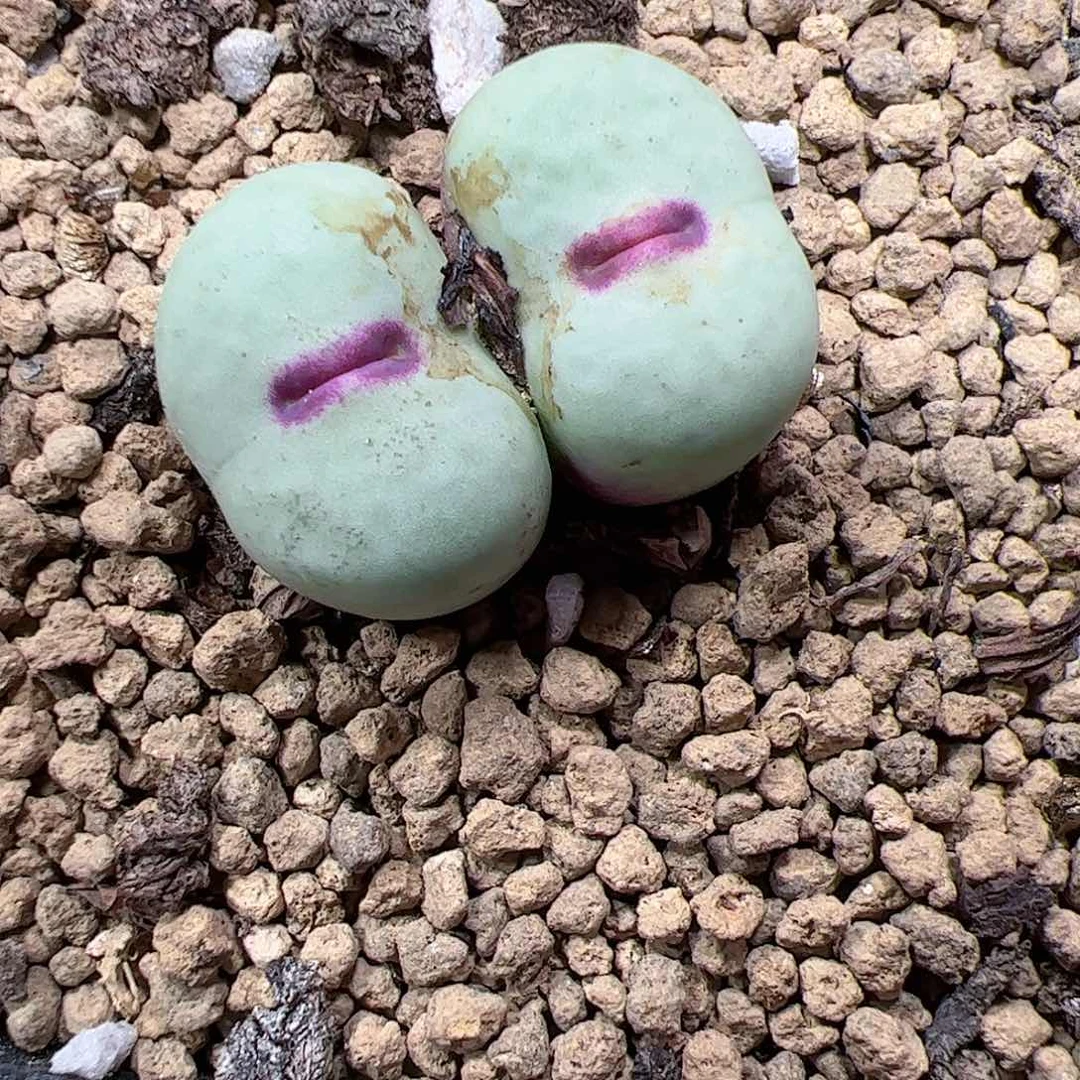 【闪购商品】259 红嘴