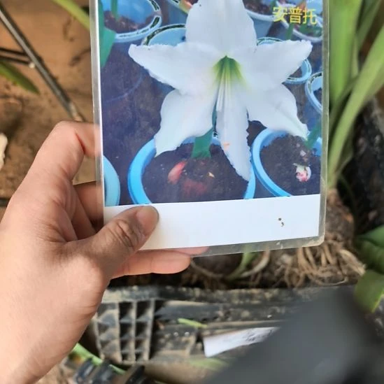 当前无花栽培后可以开花安普托6厘米裸根球