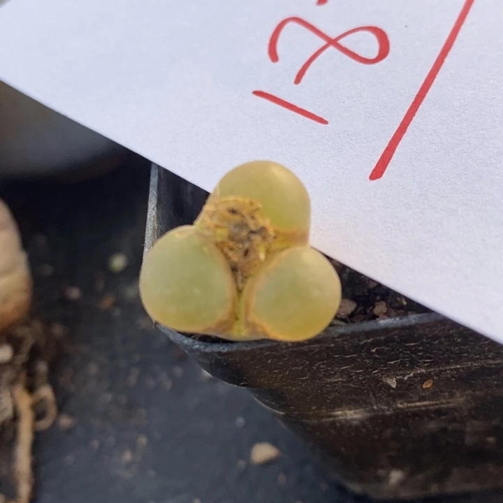 1879一颗一颗一颗