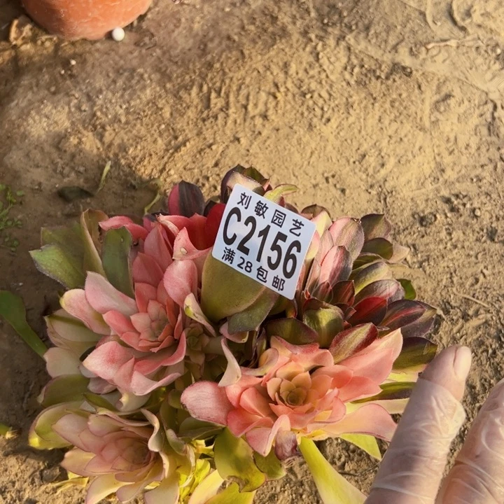 2156无根多肉植物法师