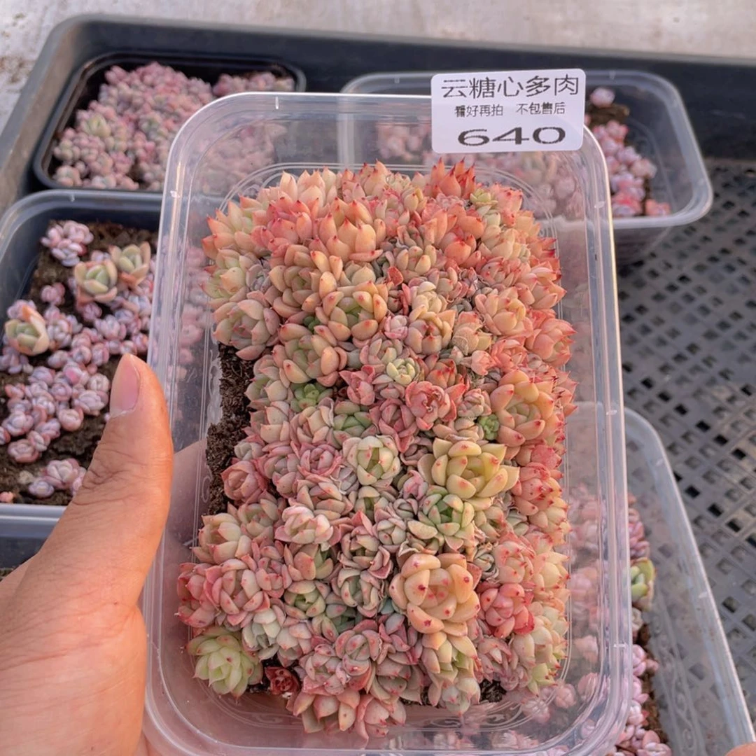 云糖心多肉植物640