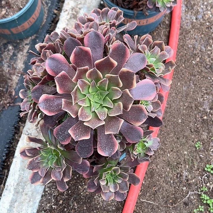 0318欧嘉莉多肉植物