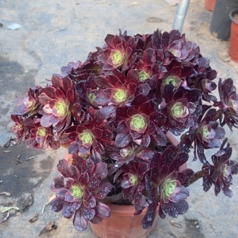 安娜多肉植物022