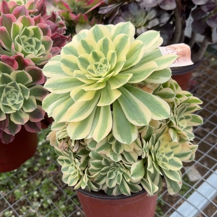 金丝翡翠多肉法师6296