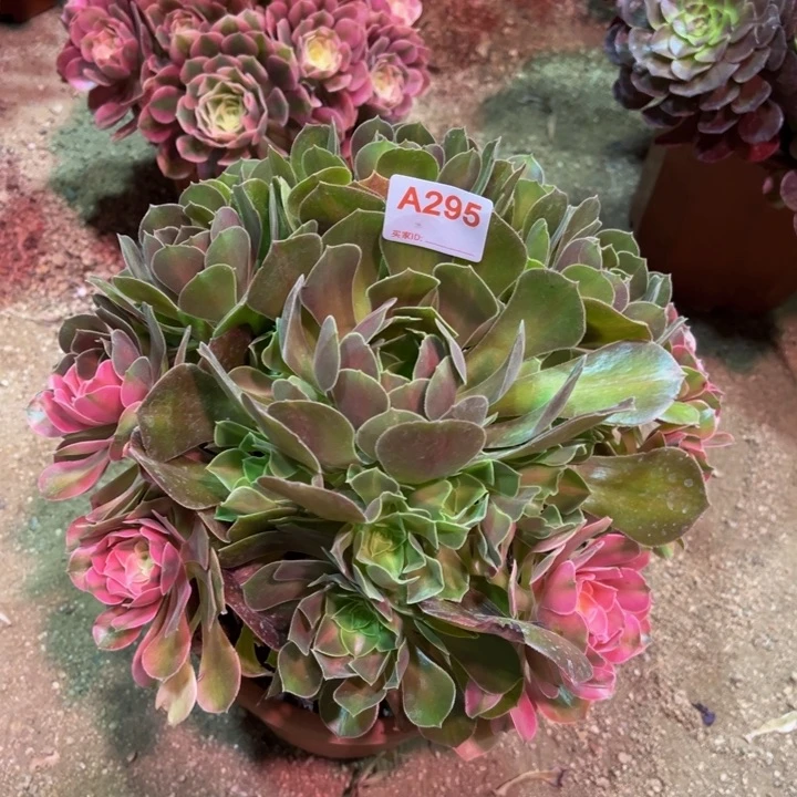 无花朵香妃阴阳295多肉植物