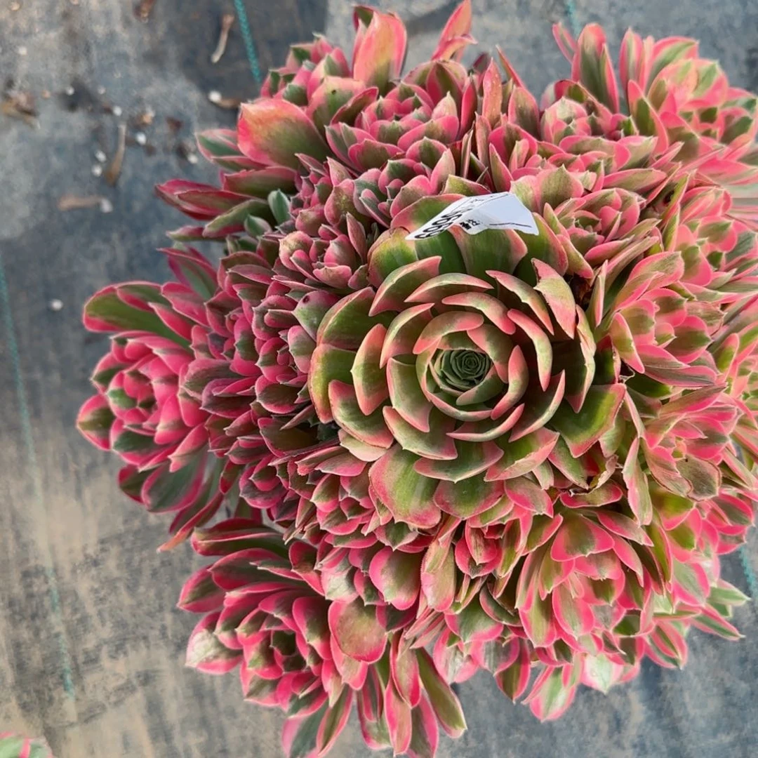 落**言6999女郎多肉多肉