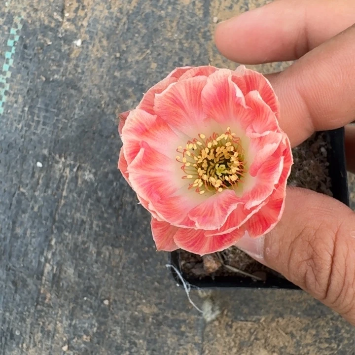 208丽花根掰花带盆发货软瘦，20包邮