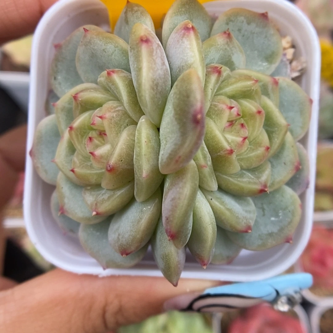 荔枝甜心可拍622号。