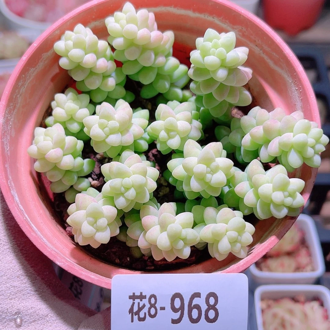 花利美8-968玉坠
