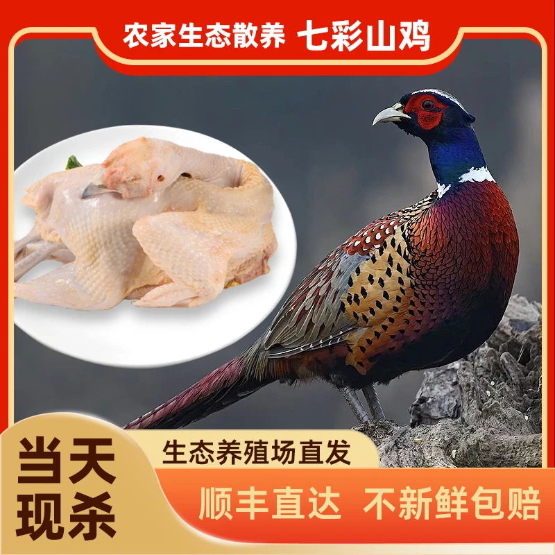 【拍一发二】带俩根人参散养山鸡现宰现发美味新鲜顺丰包野山鸡七彩