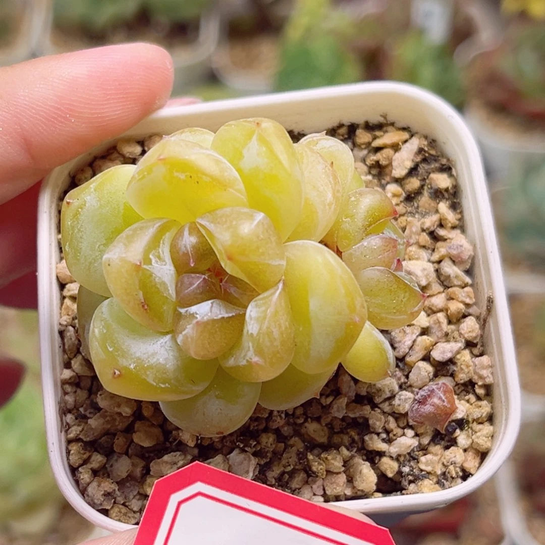 C137一物一拍 珍妮放漏18包邮