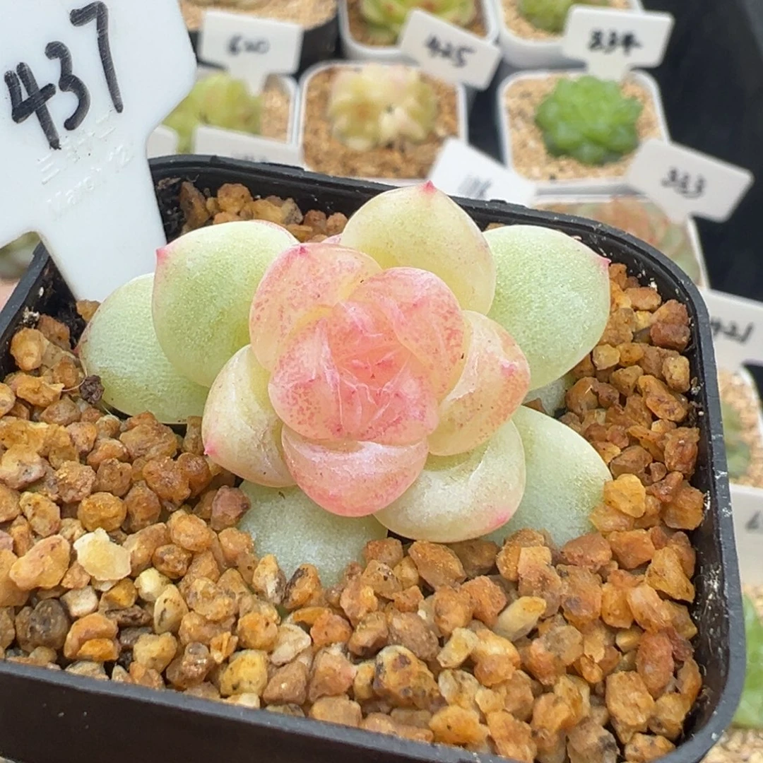 437号青柠甜心 晗雨多肉