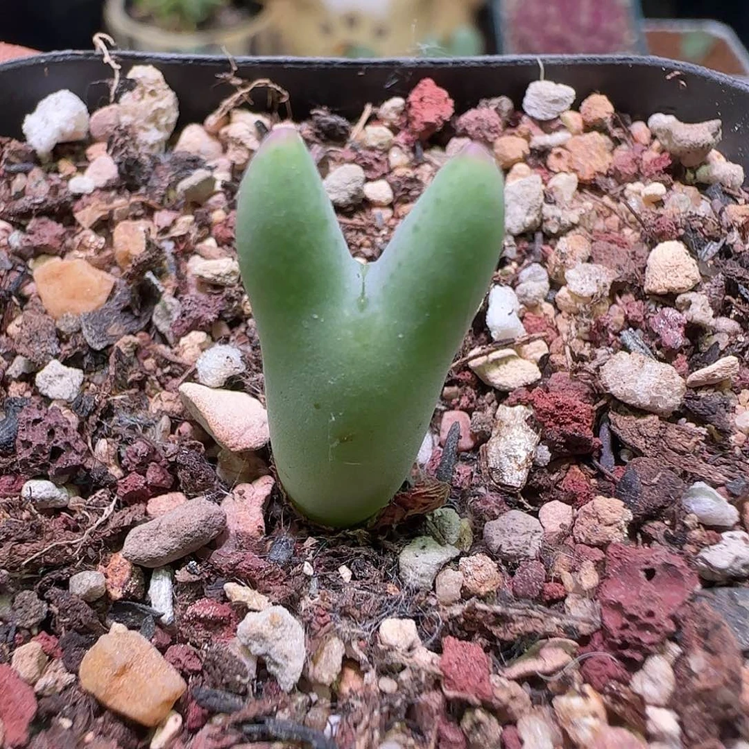 满28包邮哦 白花皮卡丘211