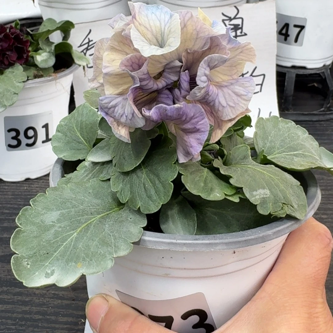 全部花朵673号木村