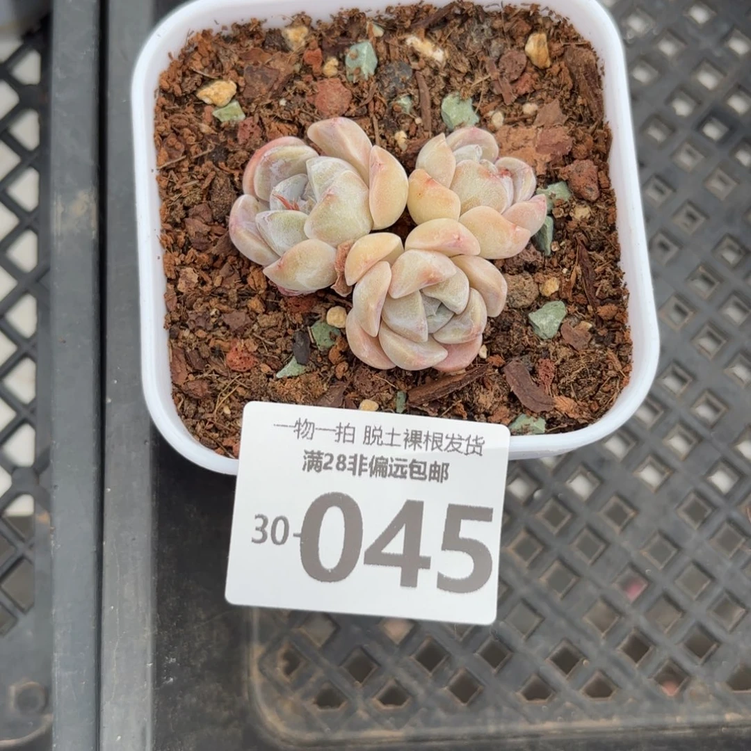 汉堡群生多肉多肉多肉