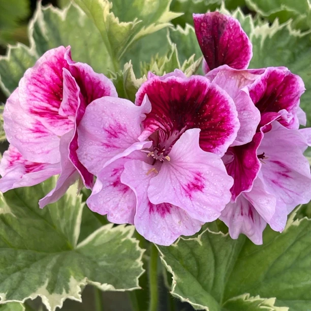 【情歌女王】蝴蝶梅大花天竺葵观叶品种