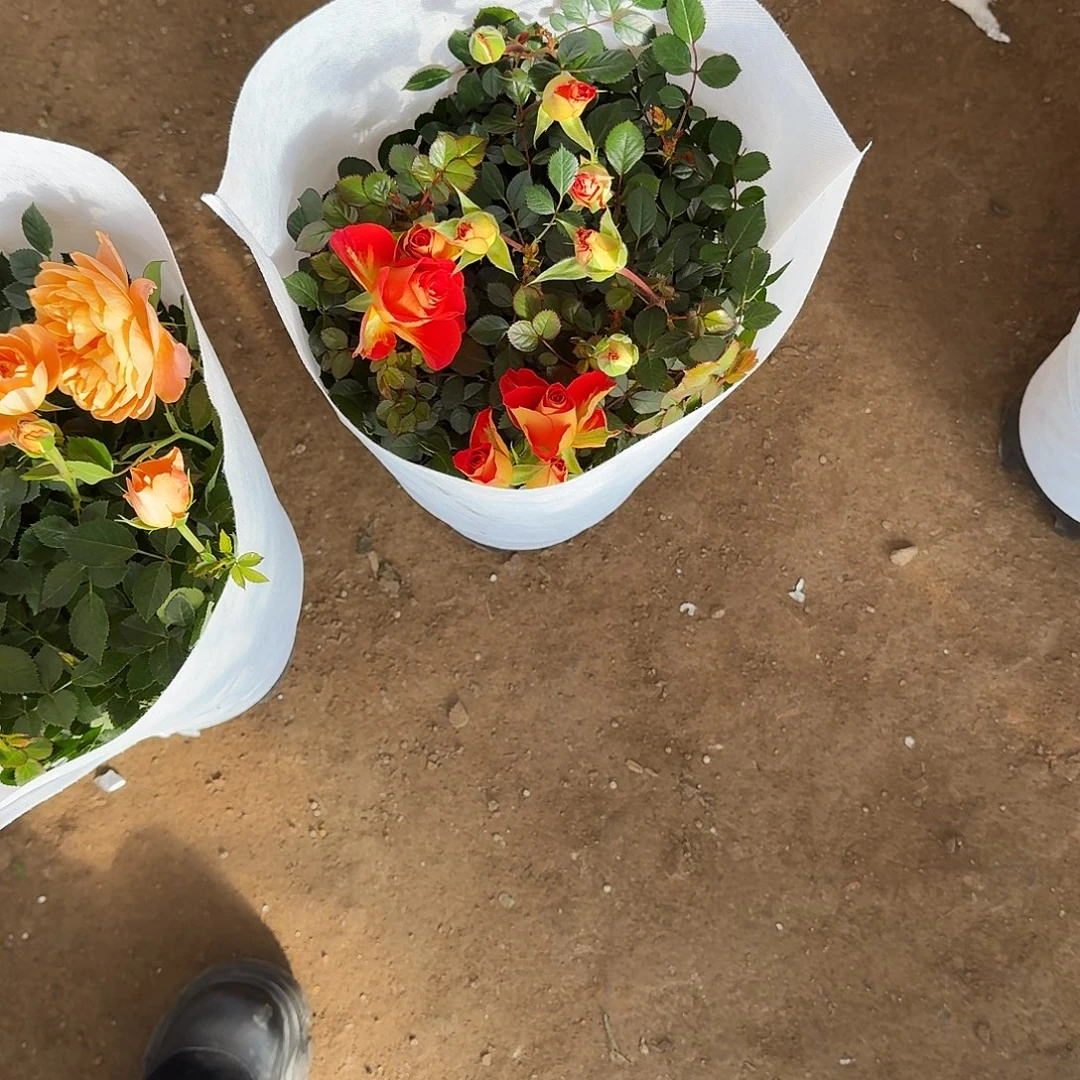 完全开放带盆绿箩6盆