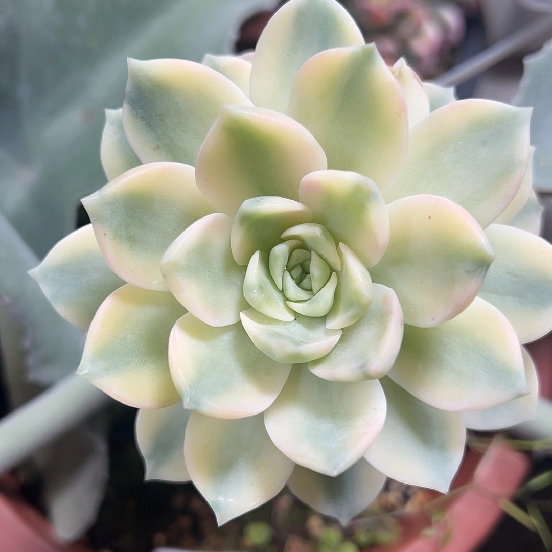 安娜玫瑰锦嫁接多肉