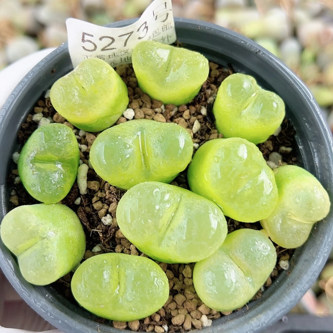 5273五年毛毛11个1.5-2.5cm脱土发