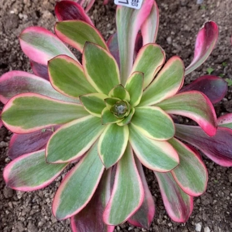 901红魔女满25包邮多肉