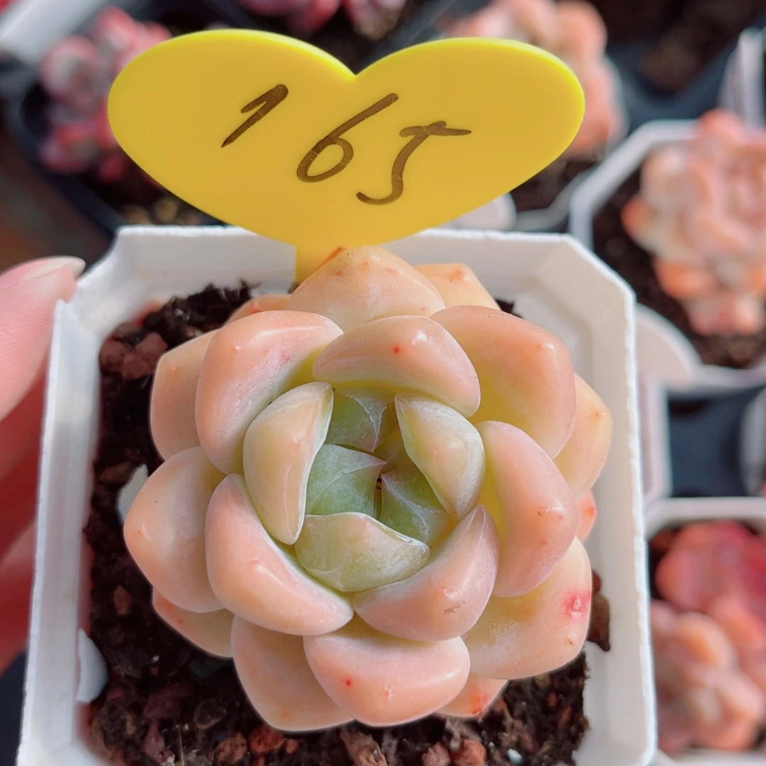 165号小老桩糖心单头