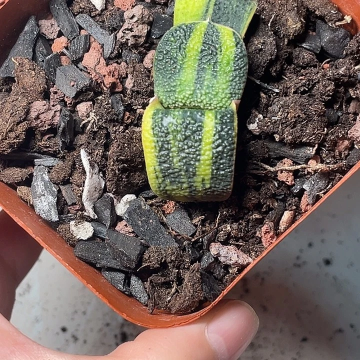 卧牛锦一物一拍3号