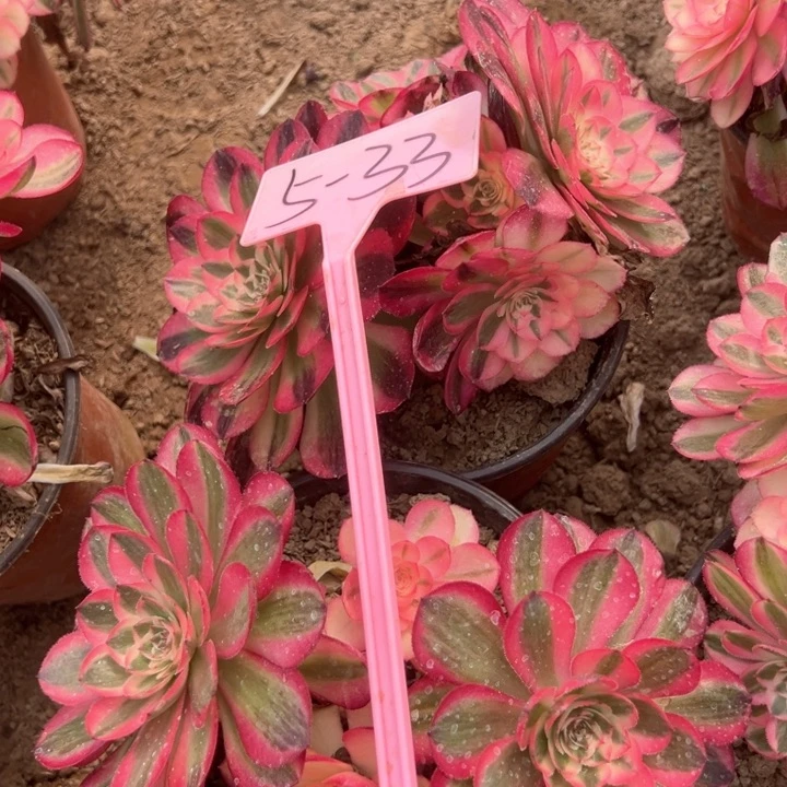 5-33倾城多肉植物