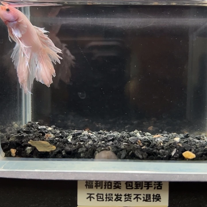 斗鱼竞拍跑单拉黑29日5